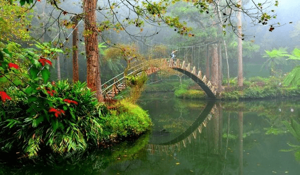 在南投溪頭的竹林光影中慢慢前行，讓身心跟著森林呼吸一起找到最舒服的旅行步調