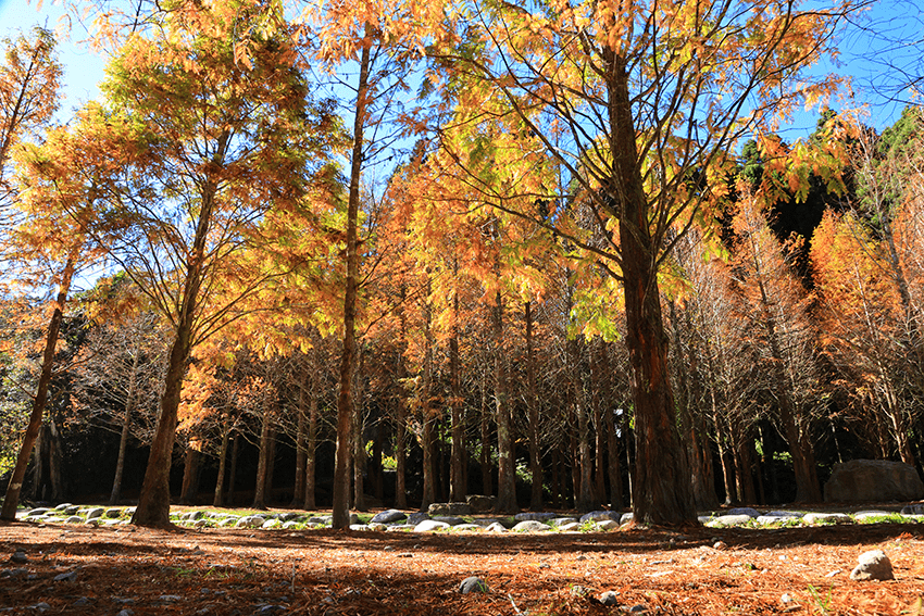 走進南投最溫柔的山城，在竹山的山林裡迷路，五處讓心安靜下來的地方
