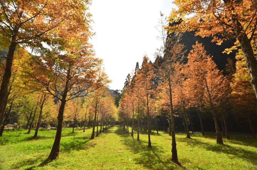 走進南投最溫柔的山城，在竹山的山林裡迷路，五處讓心安靜下來的地方