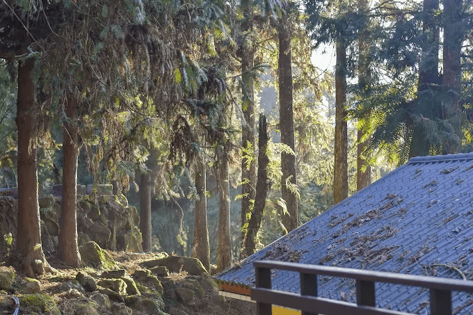 走進溪頭的山林深處，把日常放下，把帳篷帶上，露營是一場森林的邀請