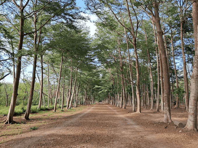 沿著新化山麓一路往上走，台南秘境的草坡與湖光在午後慢慢展開成一段安靜而動人的旅程