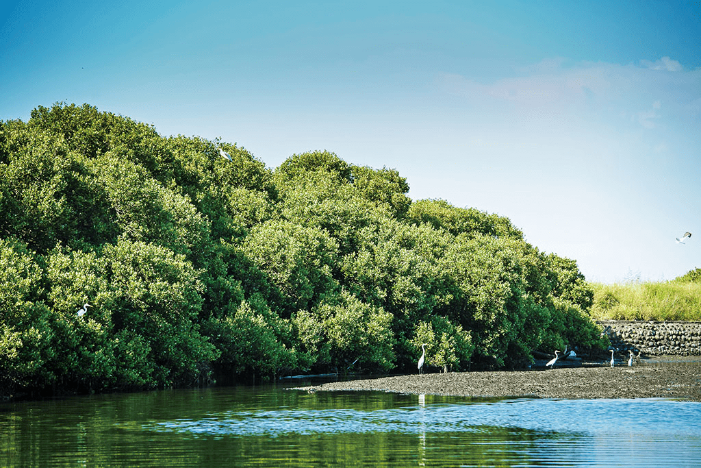 順著日光穿過台南台江濕地走向漁光島海面，看潮水與夕陽慢慢推開一日的節奏