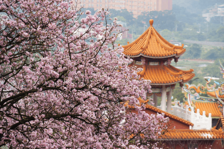 迷失在一年只開一次的夢境裡，粉櫻與白塔之間，走進天元宮的粉色花海