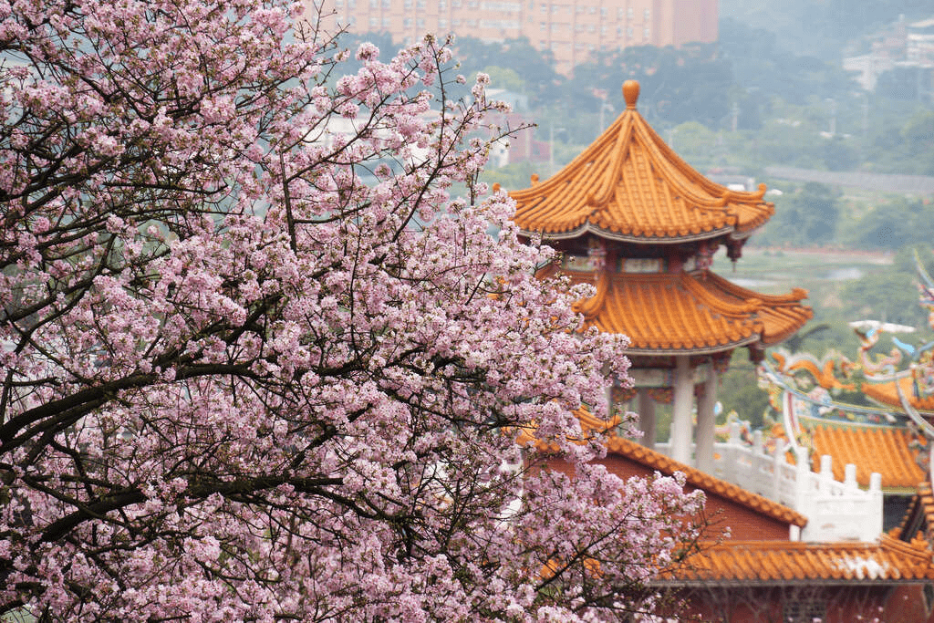 迷失在一年只開一次的夢境裡，粉櫻與白塔之間，走進天元宮的粉色花海