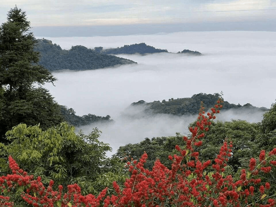 當雲霧穿過樹梢，沿著林道向上，一段屬於大雪山的四季風景與山林氣息