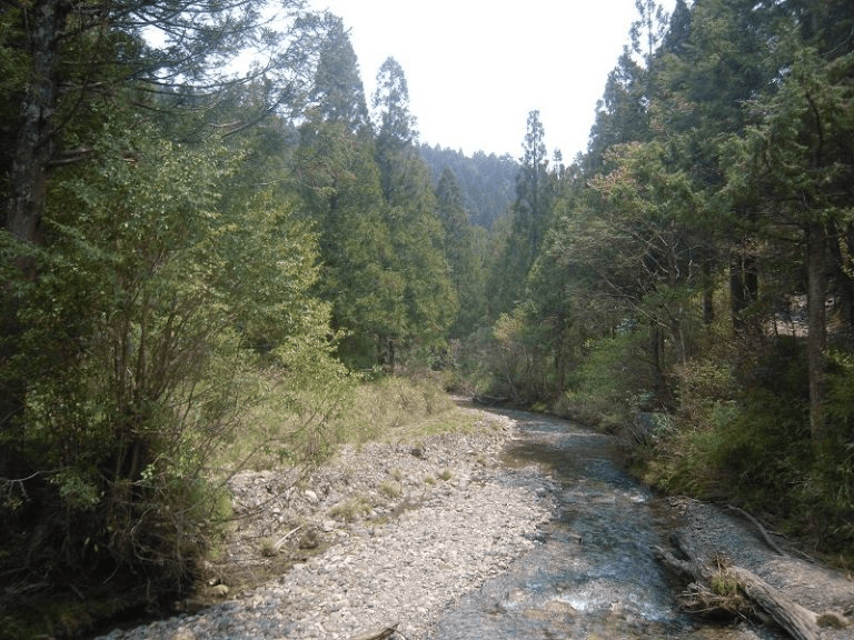 沿著觀霧的高山路線散步，在冬季雲霧微亮的清晨重新感受森林的呼吸