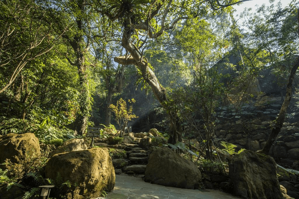 走進新北三峽的大板根雨林步道，在微潮空氣裡慢慢走完一段讓心安靜的森林旅程