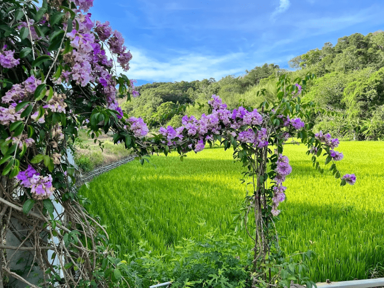 🌿 通霄楓樹里「蒜香藤花廊」|春季限定的紫色夢幻隧道