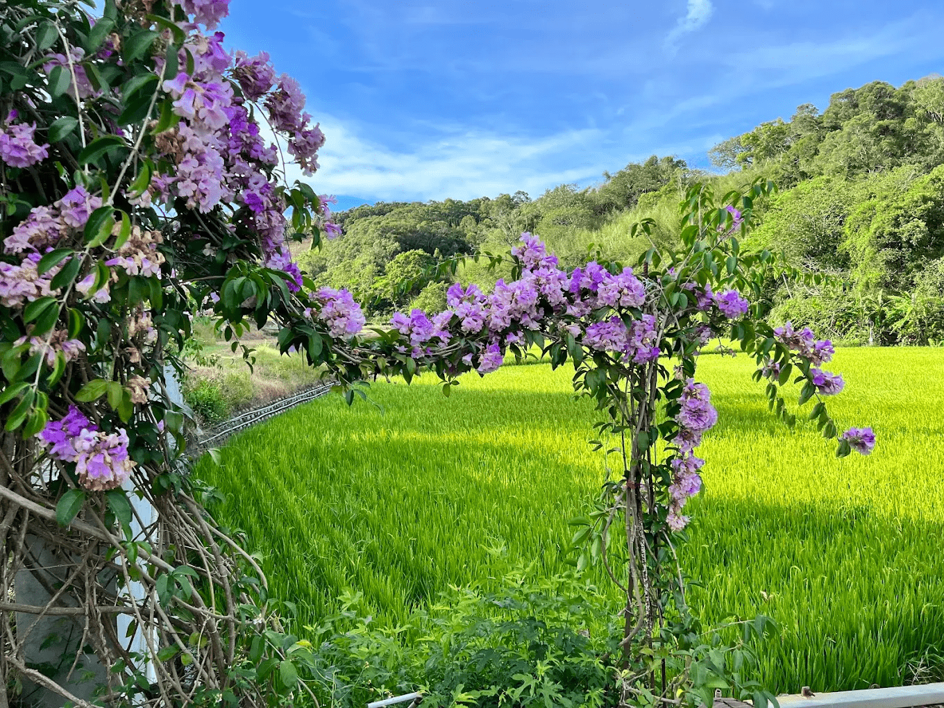 🌿 通霄楓樹里「蒜香藤花廊」｜春季限定的紫色夢幻隧道