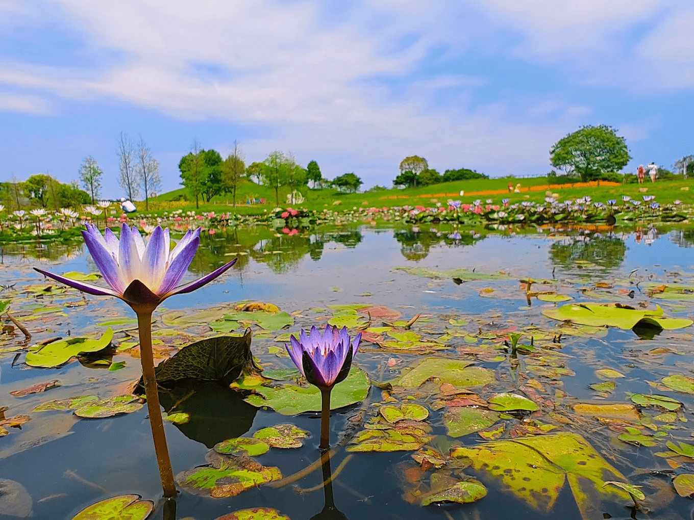 后里環保公園｜隱藏在后里市區裡的「生態綠肺」，散步就能遇見湖光樹影