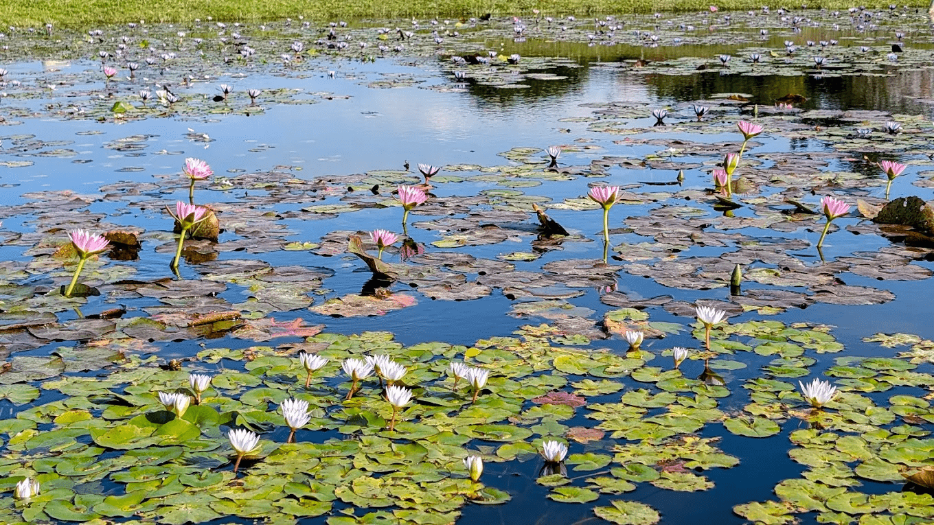 公園步道與繽紛花卉