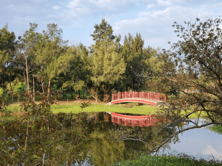 🌿 長青之森|竹南最療癒的海岸森林步道,一走進來就把煩惱吹散了