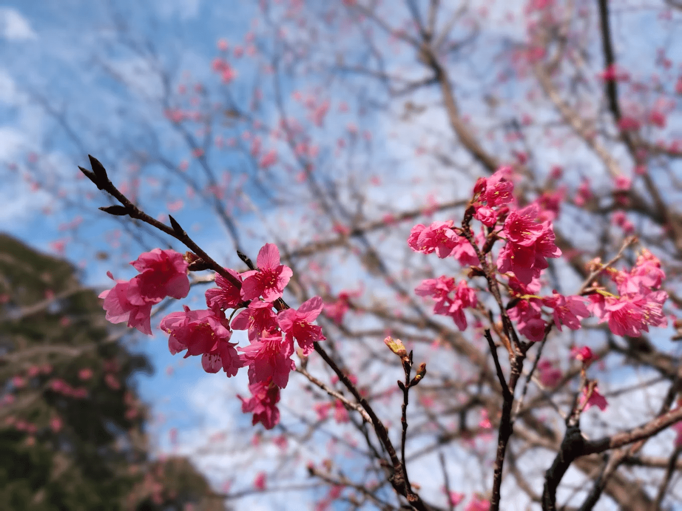 🍁 石門水庫槭林步道｜桃園最美賞楓秘境，秋冬限定的紅葉大道
