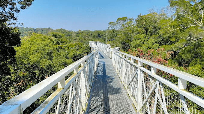 當鐵道蜿蜒入雲，嘉義阿里山小火車的故事正悄悄展開