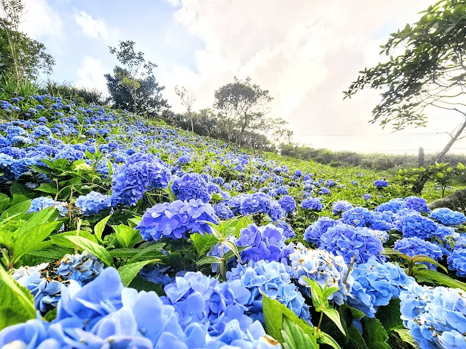 石牌縣界公園內盛開的藍紫色繡球花，是夏季必拍的熱點