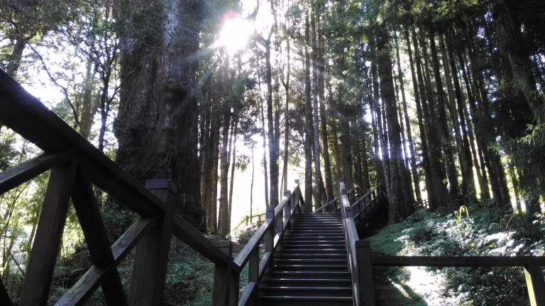 阿里山國家森林遊樂區｜阿里山森林的早晨沒有鬧鐘，只有日出的呼喚
