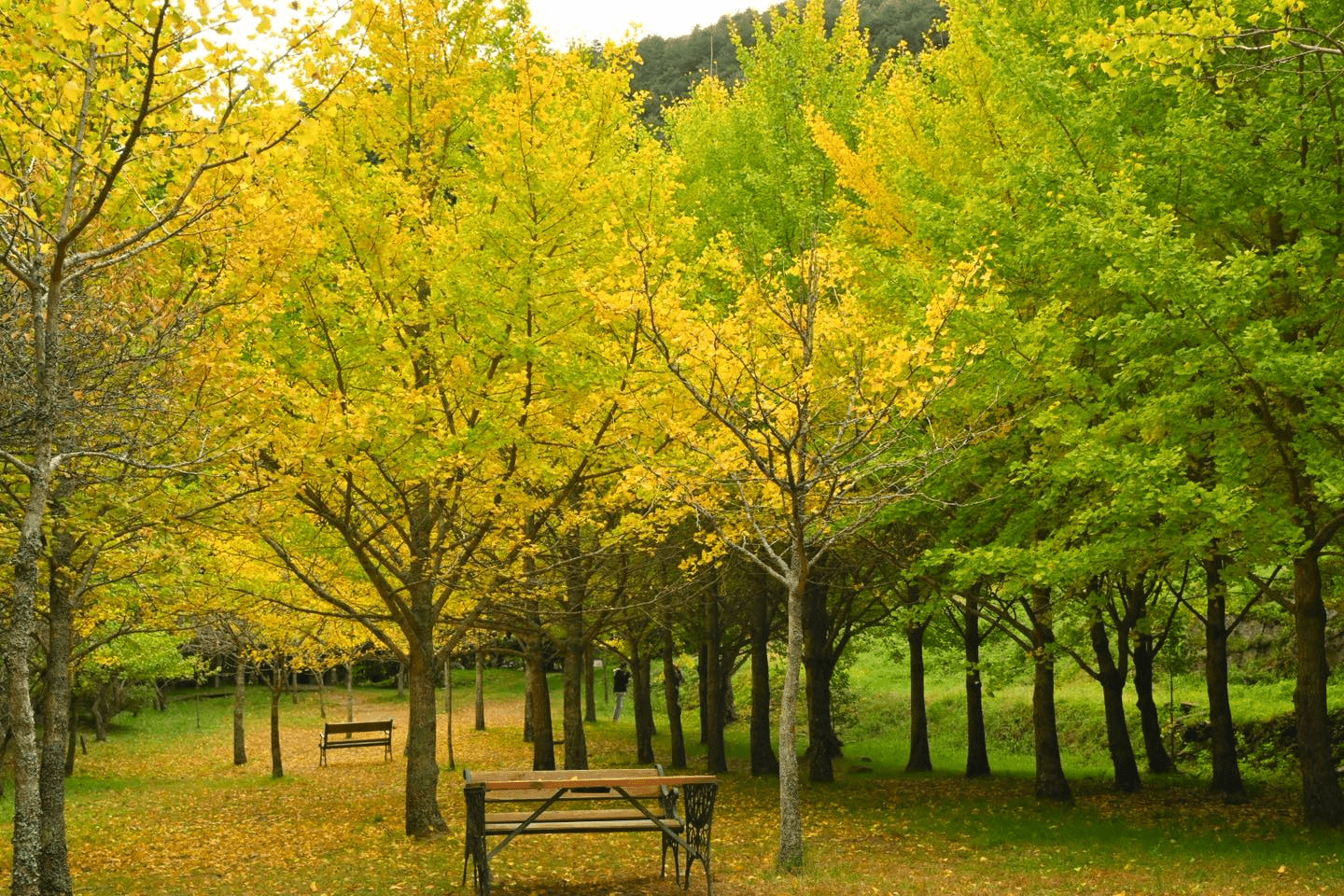 在雲霧翻湧的清晨，走進雪霸國家公園，看山巒與陽光在高處緩緩對話