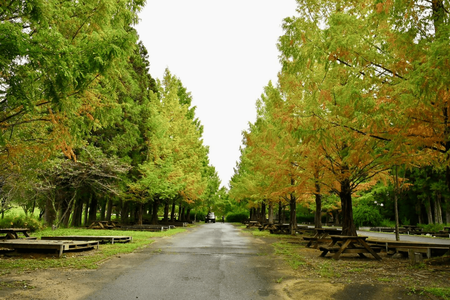 人要衣裝，武陵農場的銀杏也換上金裝，走進金色山林的最美時刻