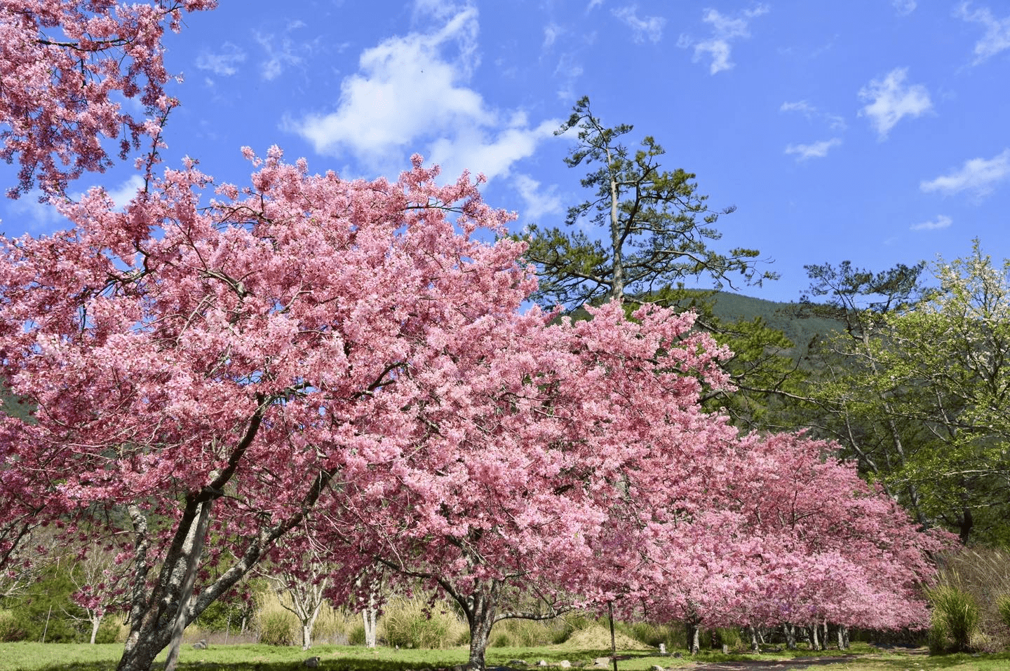 人要衣裝，武陵農場的銀杏也換上金裝，走進金色山林的最美時刻