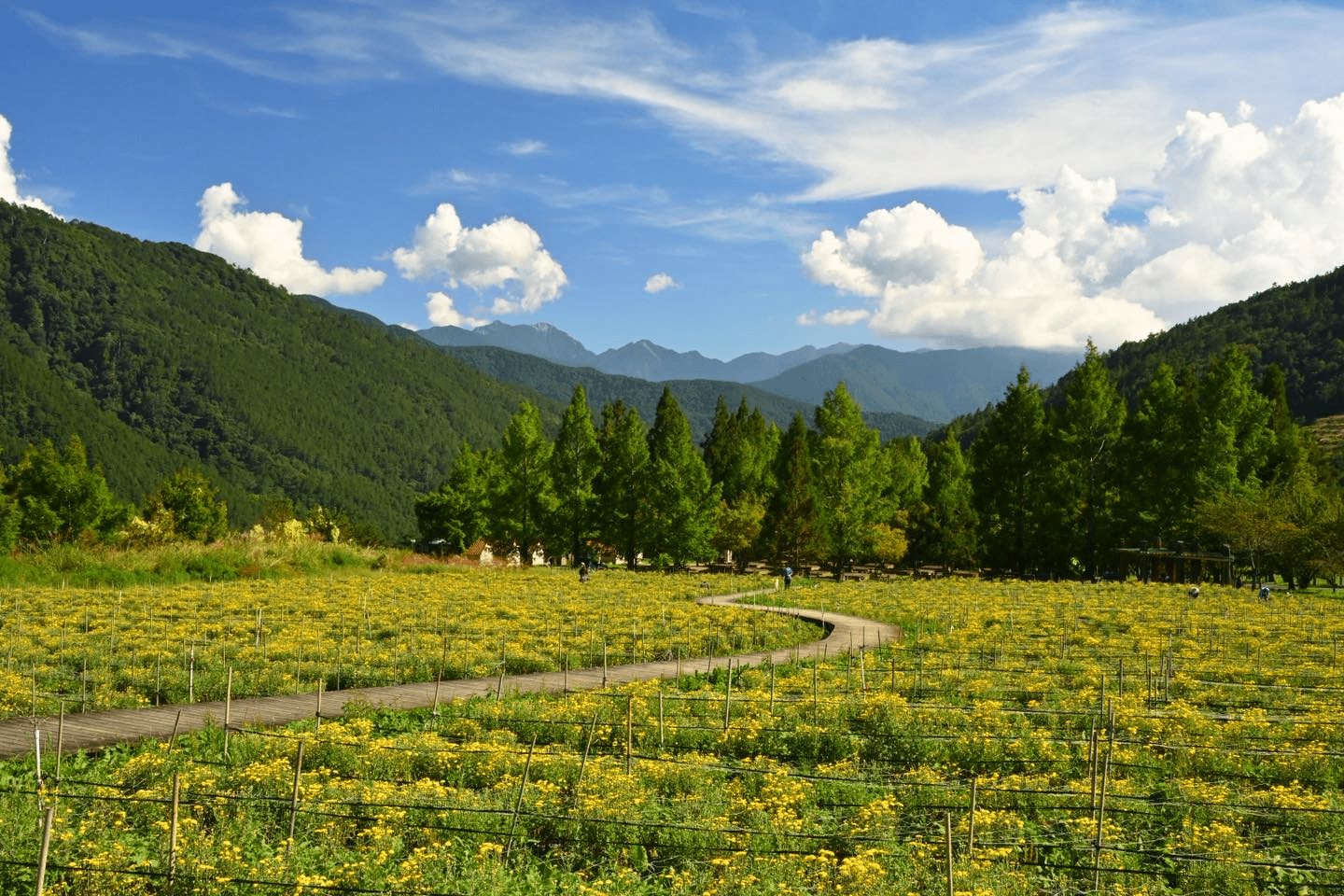 人要衣裝，武陵農場的銀杏也換上金裝，走進金色山林的最美時刻