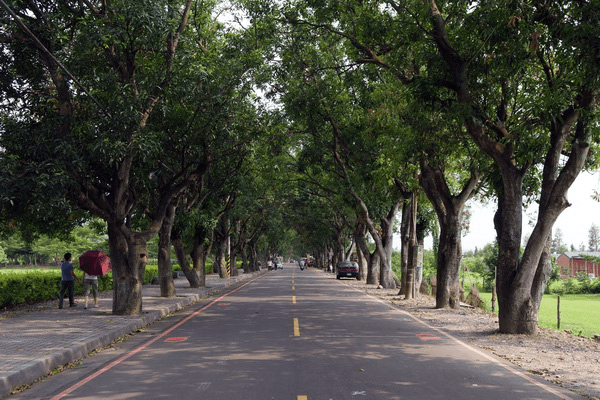雲林古坑綠色隧道公園｜藏在雲林山腳的綠色詩行，一條會呼吸的步道