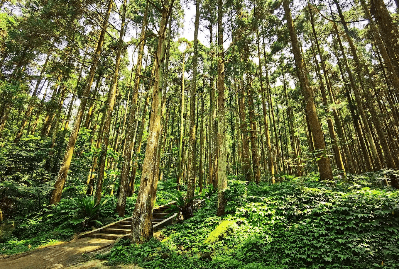 🌿 探索台灣山林之美｜四條經典登山步道帶你走進會呼吸的島嶼