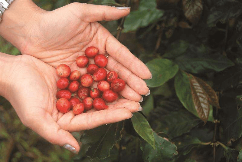 探索雲林的味道｜感受老街歲月與山林香氣，品味老街人情與咖啡文化
