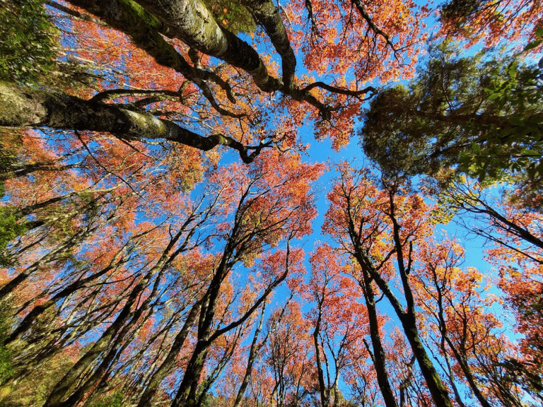 【台灣登山步道精選】走進山林與海岸的壯闊之旅｜鳶嘴稍來山・草嶺古道・阿朗壹・瓦拉米步道
