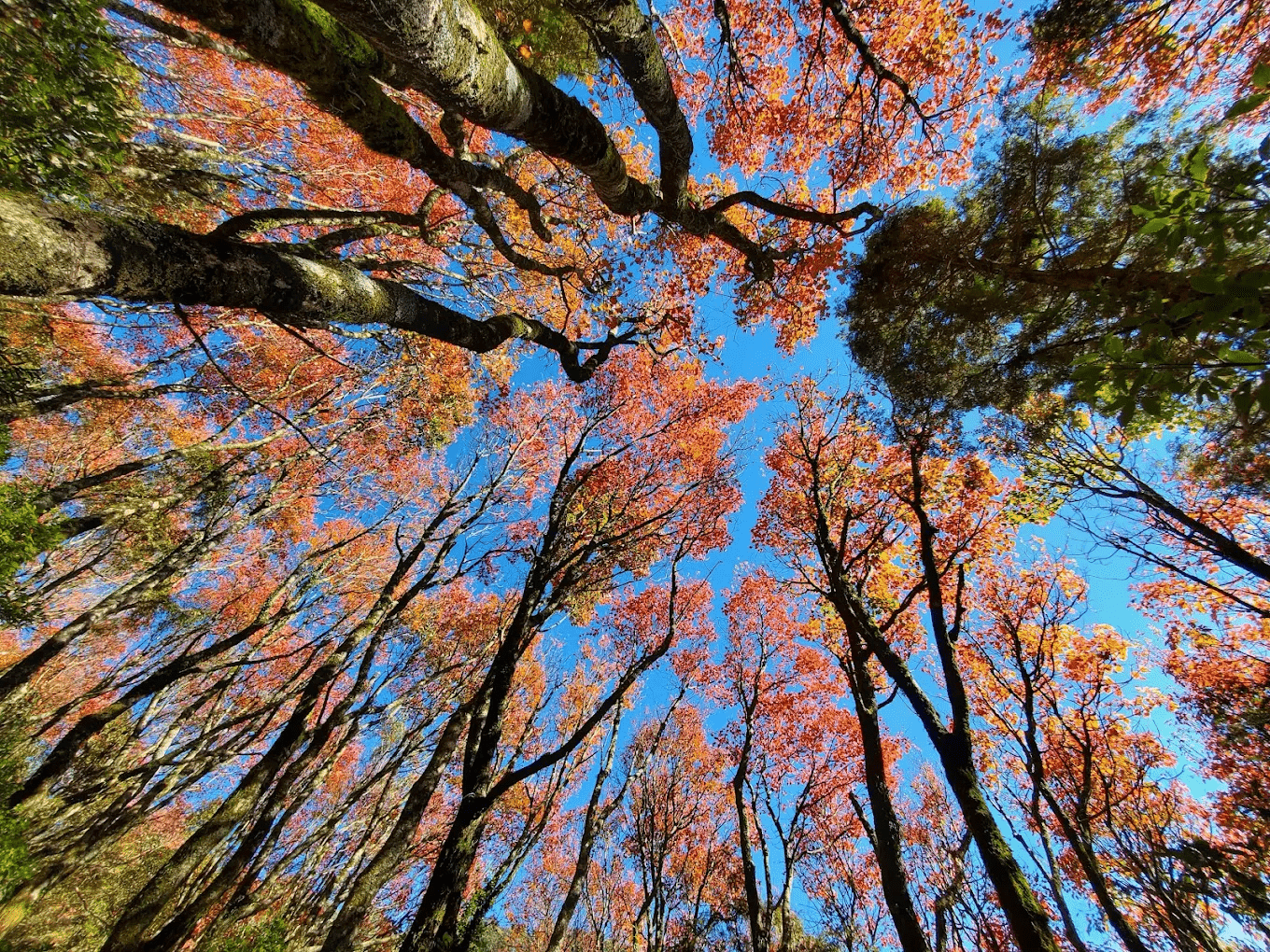 【台灣登山步道精選】走進山林與海岸的壯闊之旅｜鳶嘴稍來山・草嶺古道・阿朗壹・瓦拉米步道