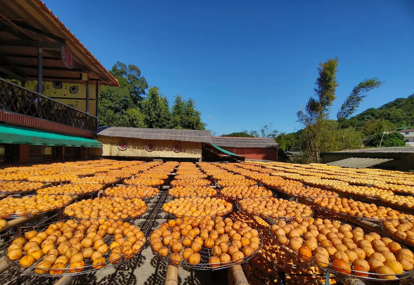 🍂味衛佳柿餅教育農園｜新埔最美曬柿秘境，秋天限定的金色光影饗宴
