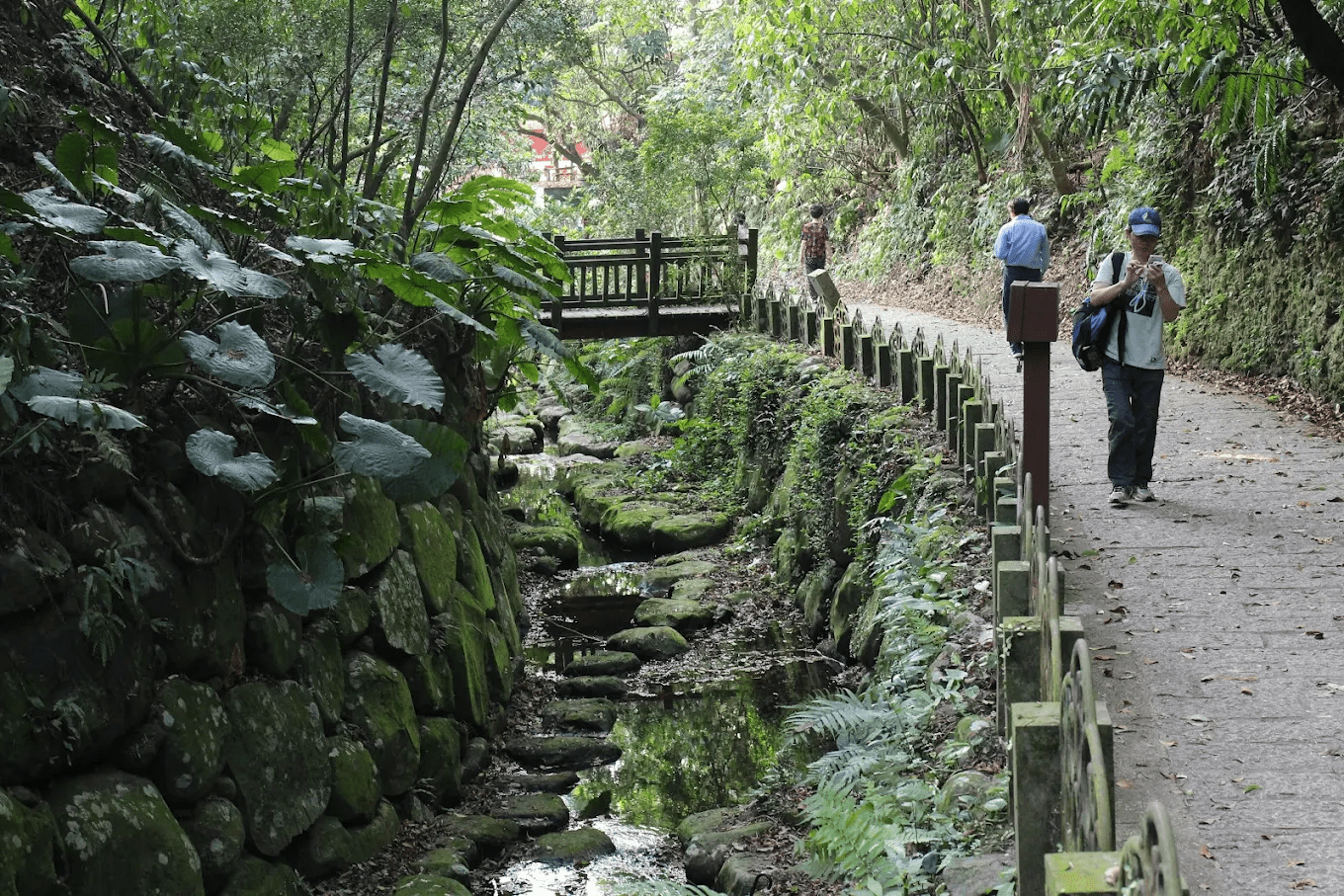 🌿 虎山親山步道｜從森林走到夜景，台北最療癒的「城市山系健行」