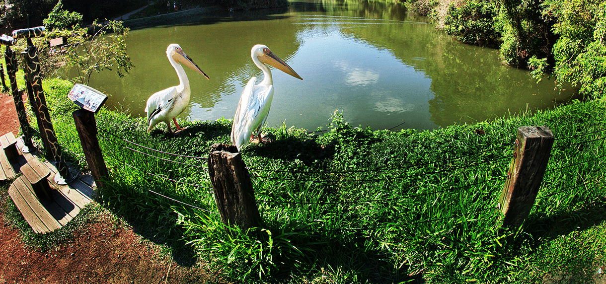 森林裡的笑聲與風聲，一場關於自然的旅行，綠世界生態農場的綠意療癒