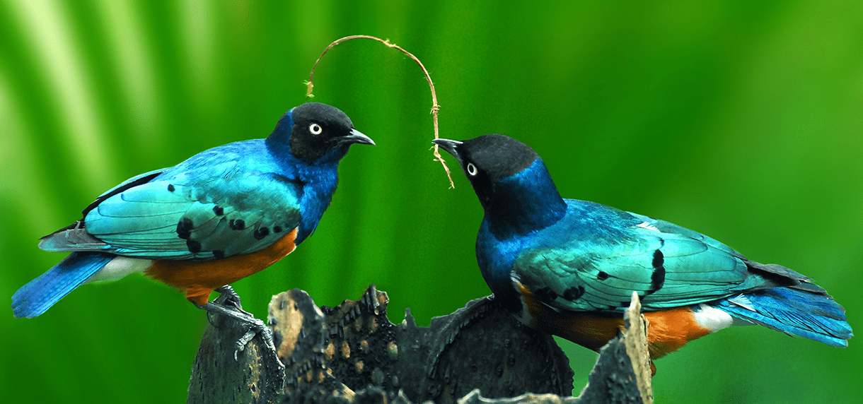 森林裡的笑聲與風聲，一場關於自然的旅行，綠世界生態農場的綠意療癒