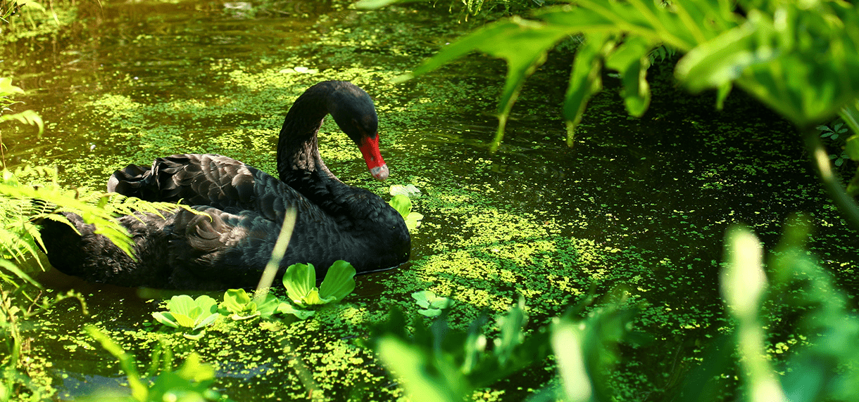 森林裡的笑聲與風聲，一場關於自然的旅行，綠世界生態農場的綠意療癒