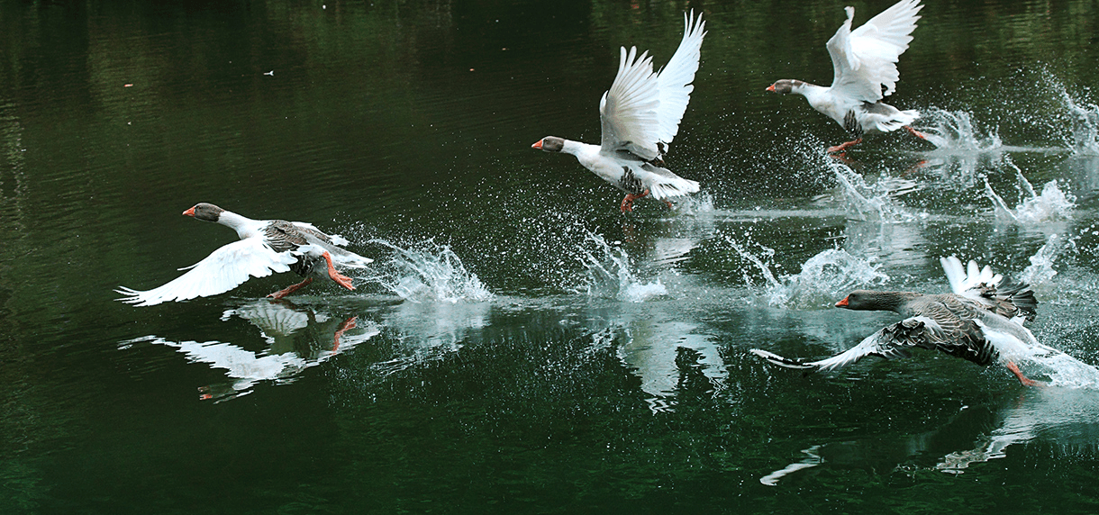 森林裡的笑聲與風聲，一場關於自然的旅行，綠世界生態農場的綠意療癒