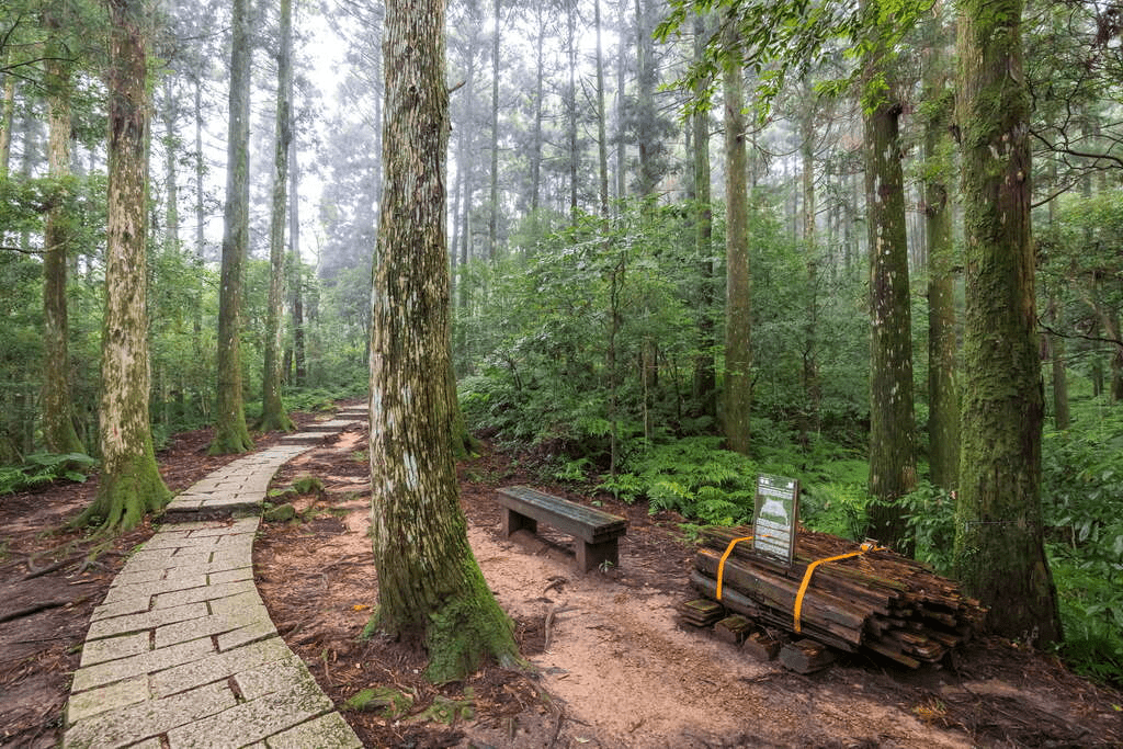 東眼山國家森林遊樂區｜從柳杉林到雲海，北台灣最療癒的森林健行基地