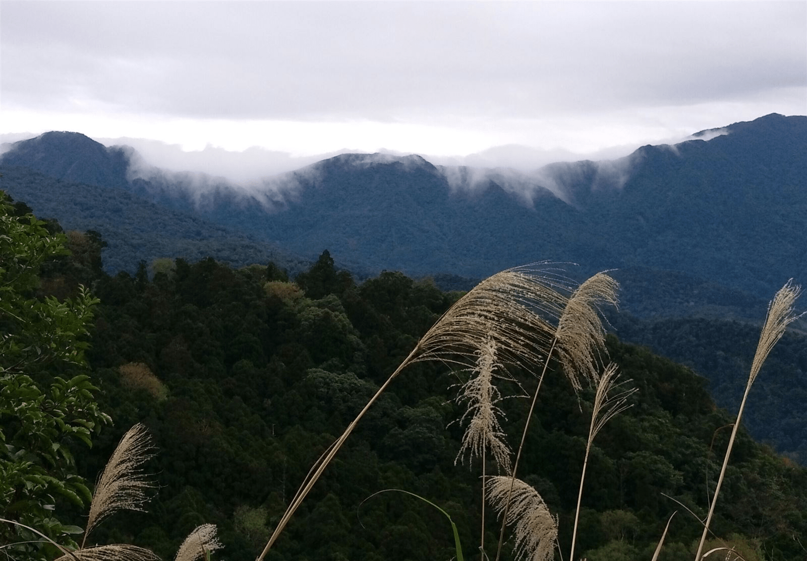東眼山國家森林遊樂區｜從柳杉林到雲海，北台灣最療癒的森林健行基地