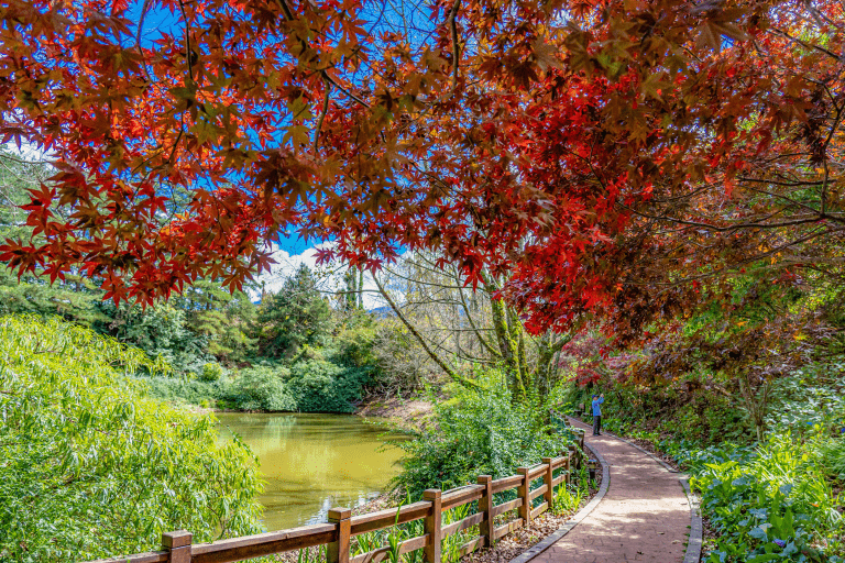 在福壽山農場,遇見四季的顏色|雲霧、櫻花與楓紅交織的山林畫卷