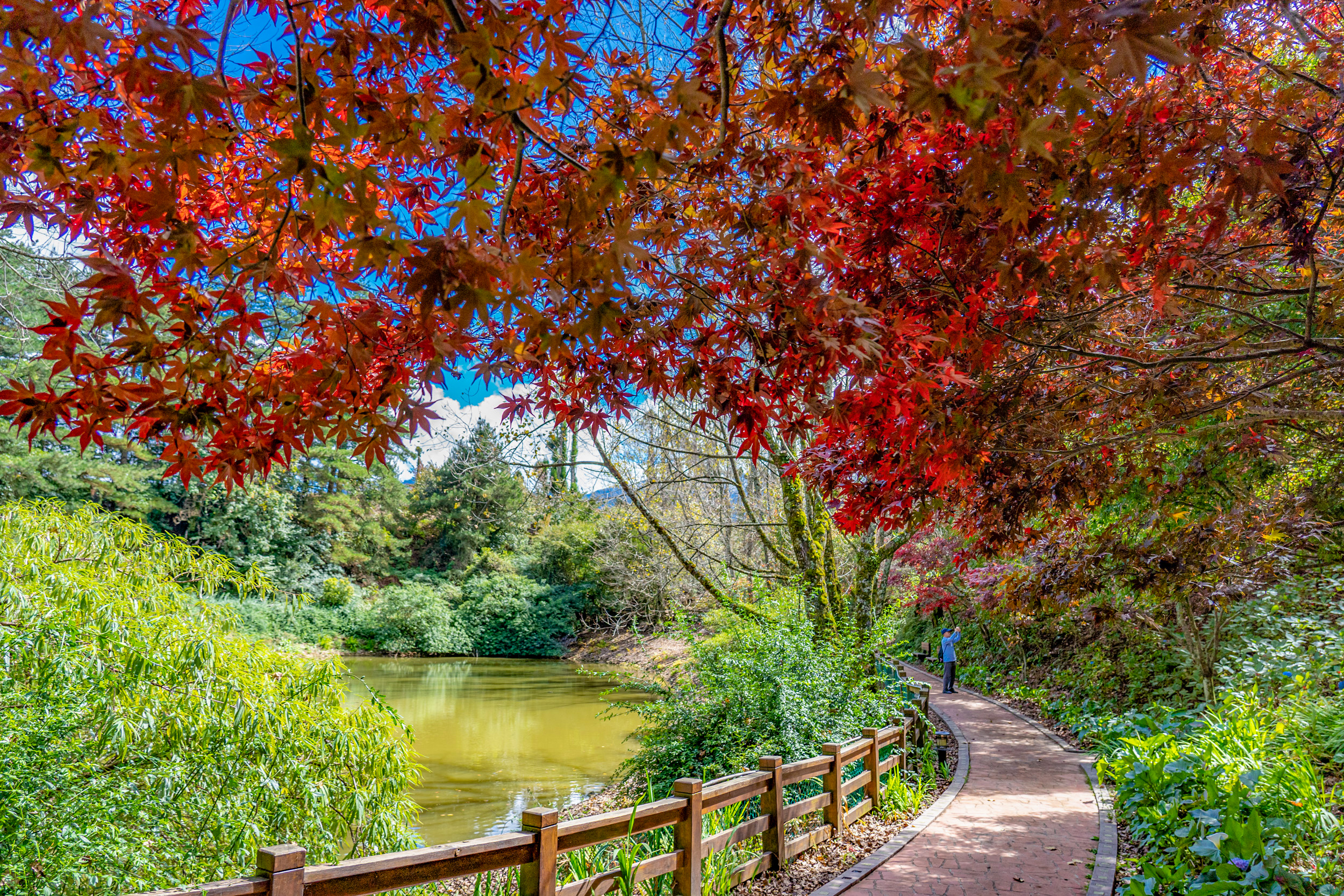在福壽山農場，遇見四季的顏色｜雲霧、櫻花與楓紅交織的山林畫卷