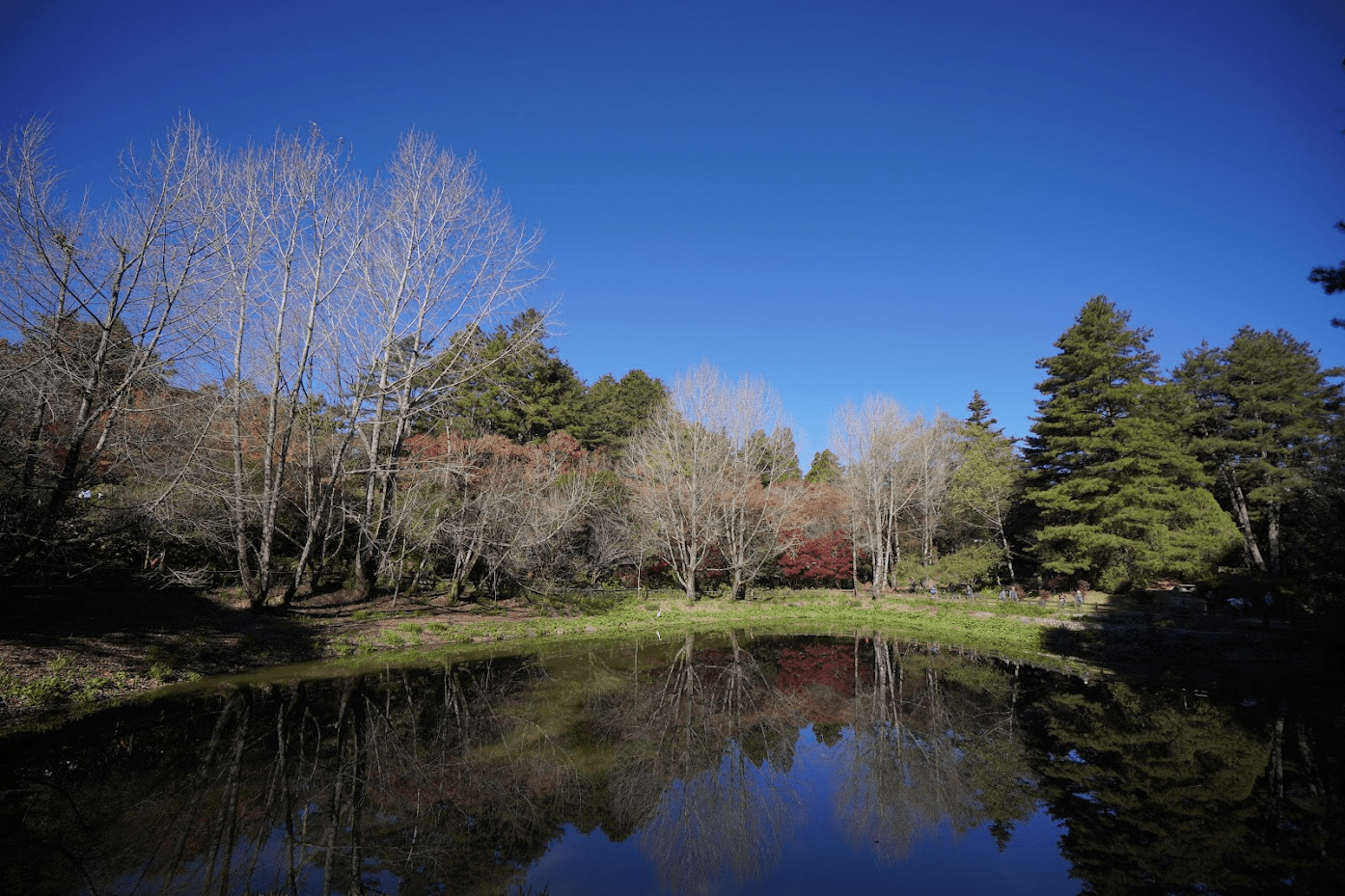 在福壽山農場，遇見四季的顏色｜雲霧、櫻花與楓紅交織的山林畫卷