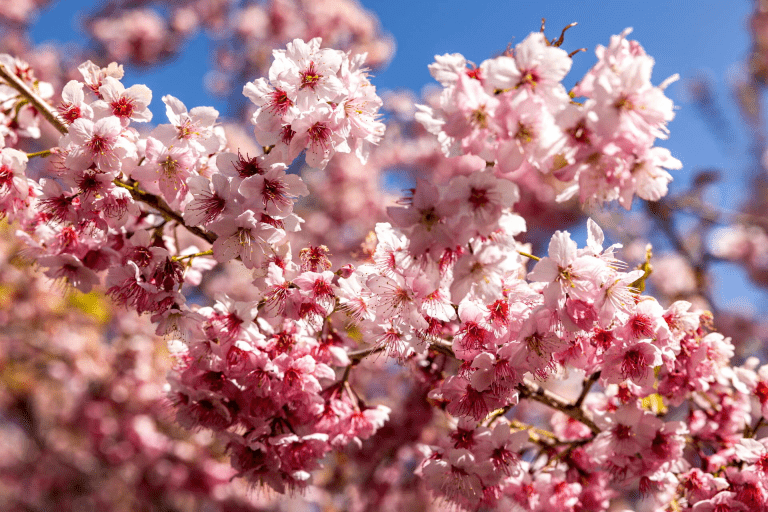 在福壽山農場,遇見四季的顏色|雲霧、櫻花與楓紅交織的山林畫卷