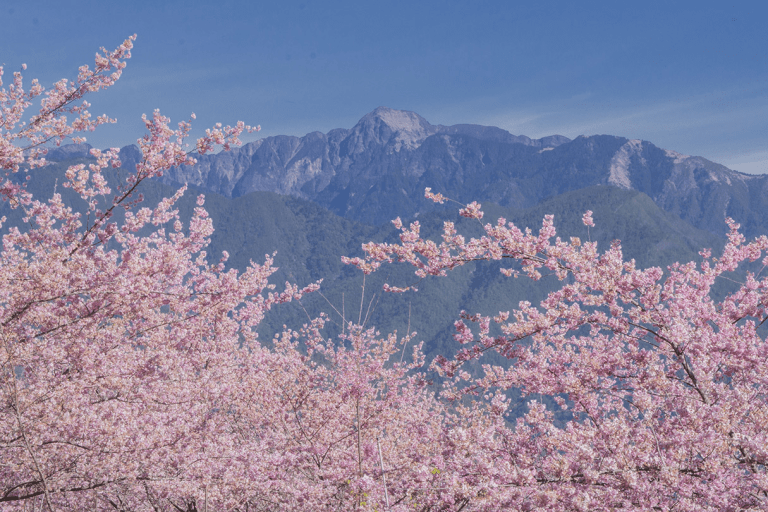 在福壽山農場,遇見四季的顏色|雲霧、櫻花與楓紅交織的山林畫卷