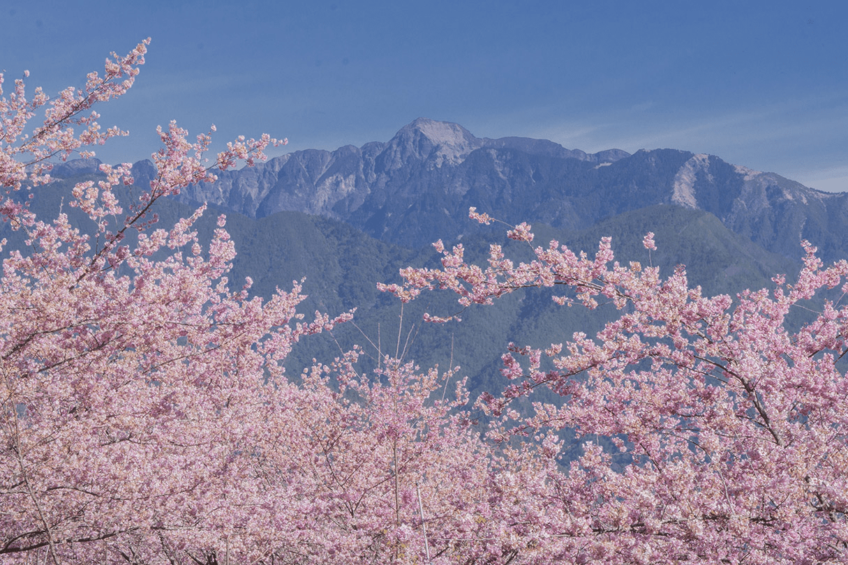 在福壽山農場，遇見四季的顏色｜雲霧、櫻花與楓紅交織的山林畫卷