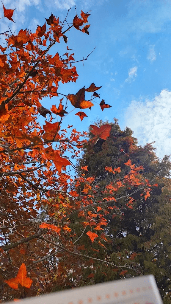 🌿 嘉義新地標【蓋婭莊園】｜歐風夢幻城堡 × 大埔美園區打卡新景點