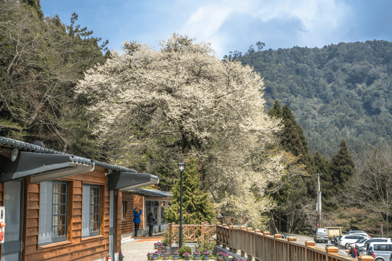 一段與自己重逢的高山旅程，雲霧作枕，山林為伴｜住進觀霧山莊的詩意