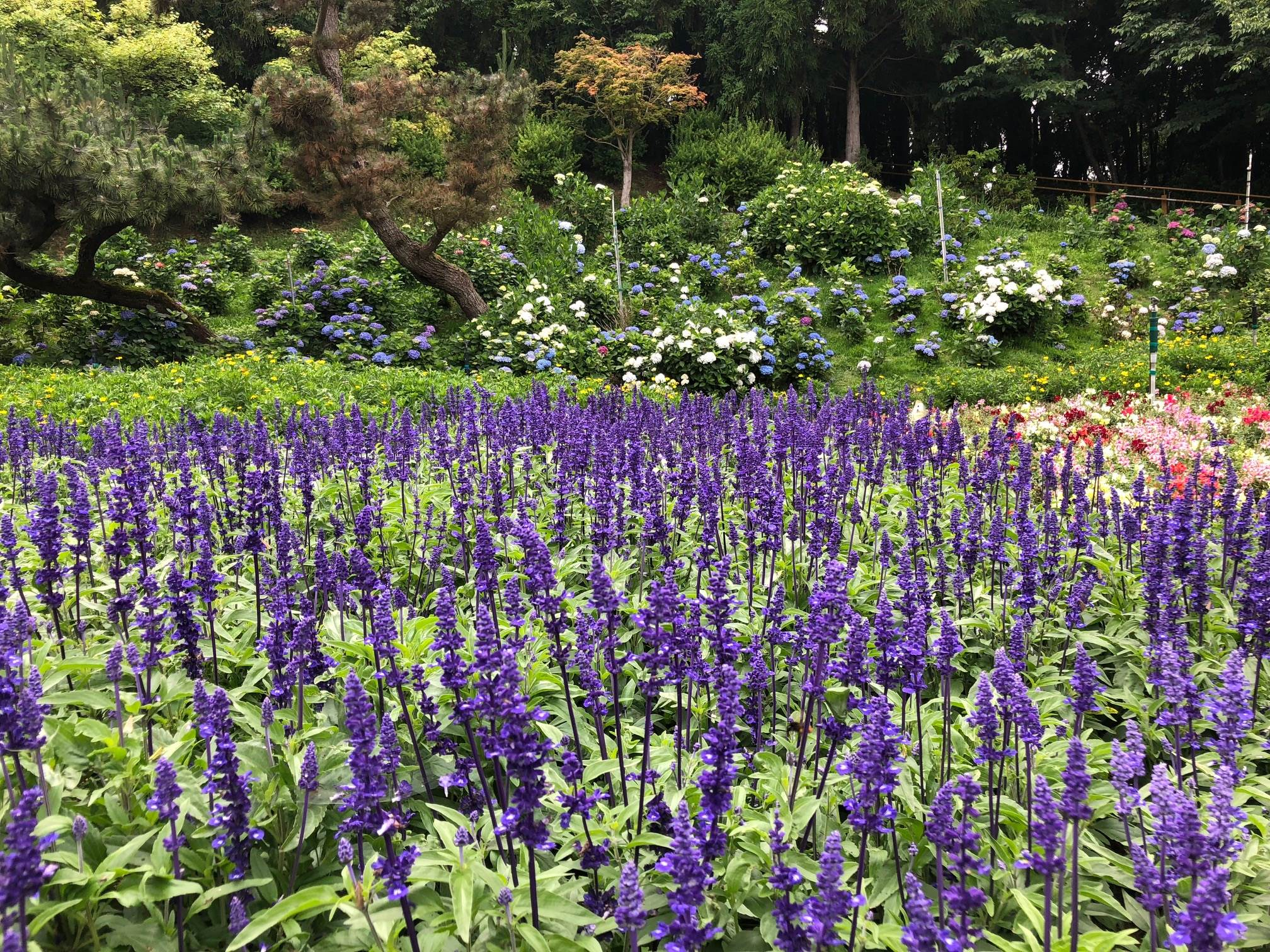 雪霸休閒農場雲海美景，讓人流連忘返