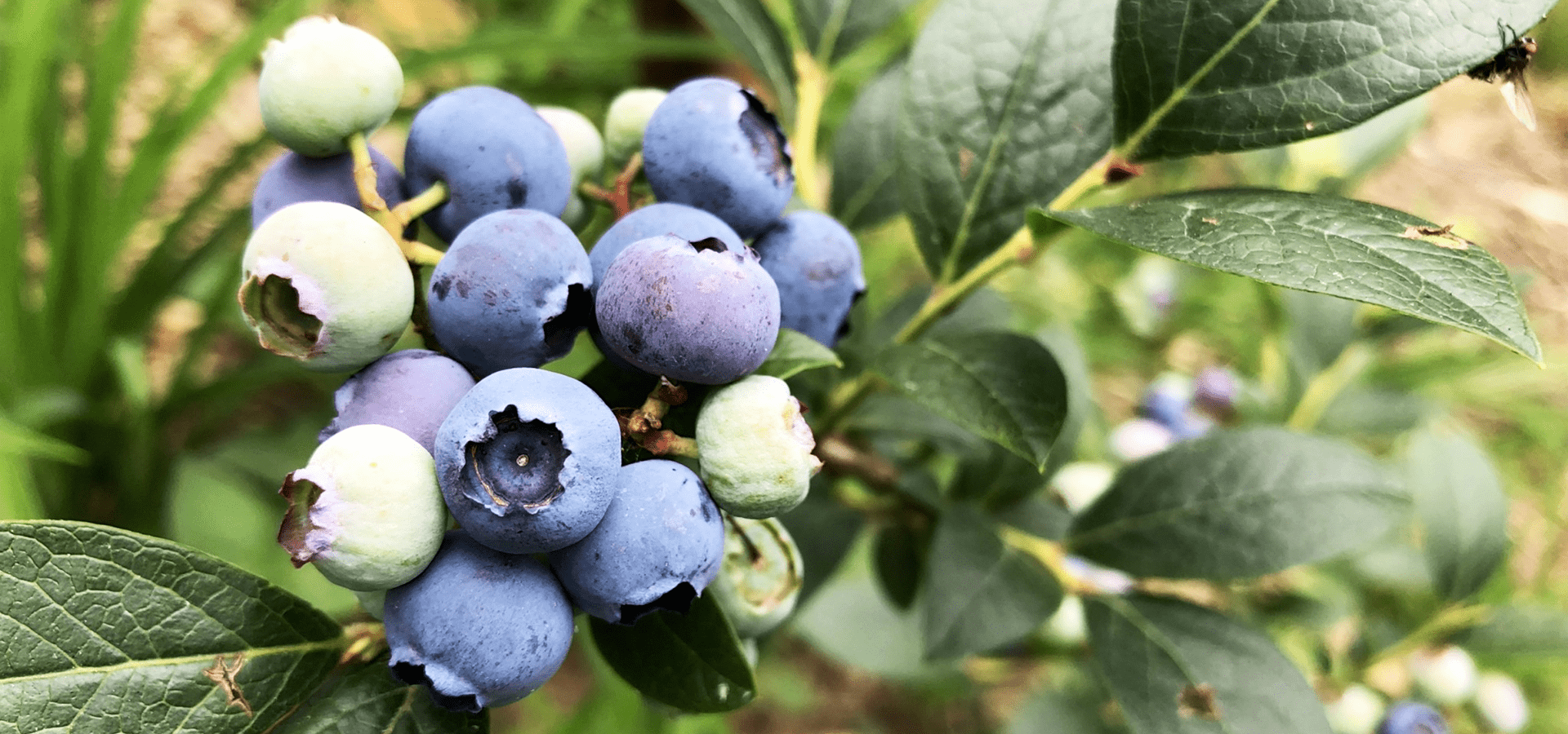 雪霸休閒農場｜住進雲霧裡的山林樂園，在高山與果園之間，看雲起霧散