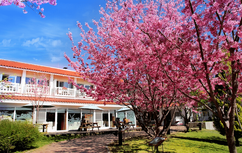 清境農場國民賓館｜當清晨的霧散開，在雲霧山林裡，高山中的寧靜逸所