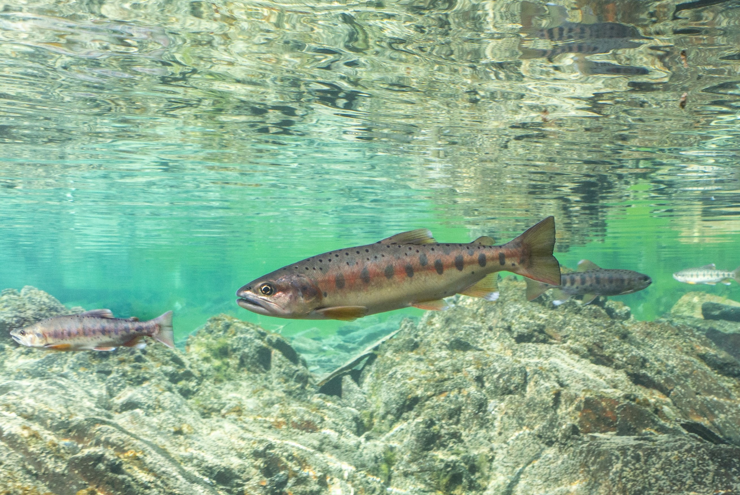 走進雲霧與山巒之間，在山風與雲之上，遇見雪霸國家公園的壯闊與溫柔