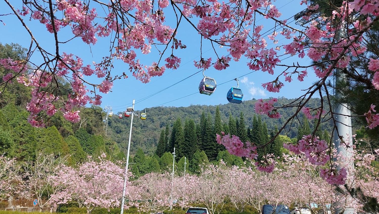 日月潭纜車｜日月潭纜車體驗：全景美景與九族文化村的完美結合